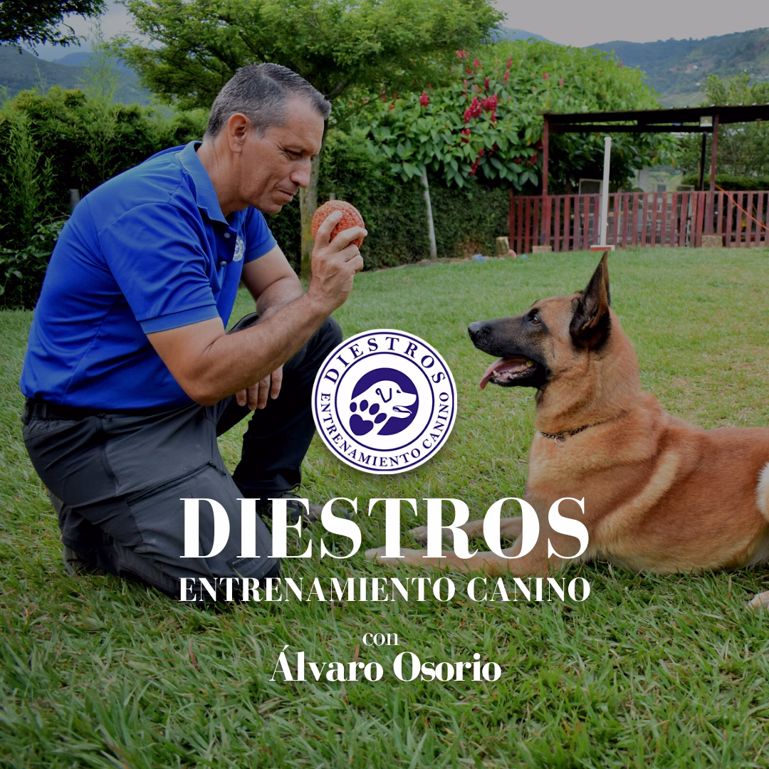 Diestros Entrenamiento Canino